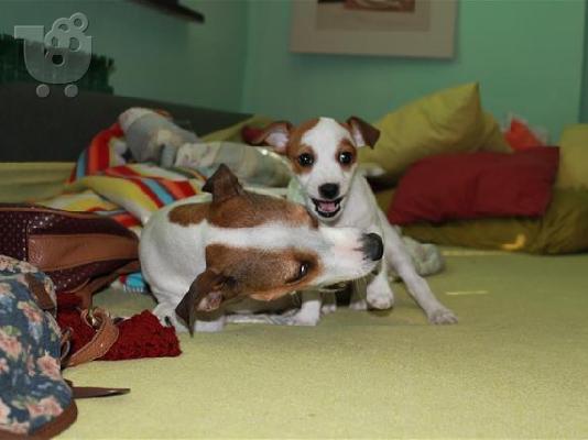 Labrador καθαροαιμα και υιγιεστατα κουταβια στις καλυτερες τιμες ΑΘΗΝΑ 6979314054...